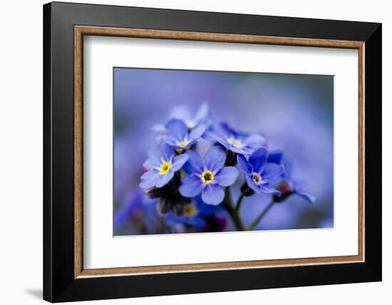 Forget Me Not Flowers - Spring Garden-Gorilla-Framed Photographic Print