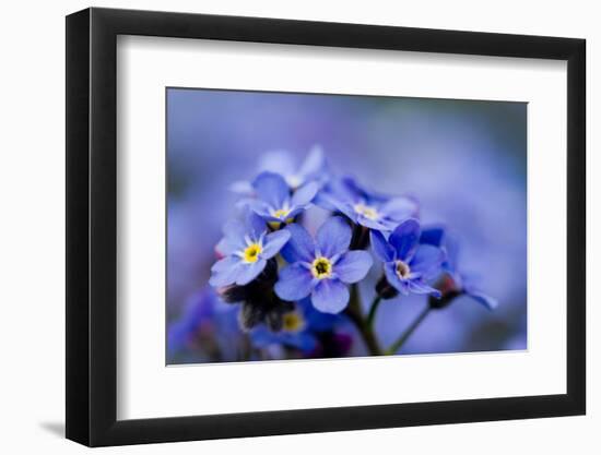 Forget Me Not Flowers - Spring Garden-Gorilla-Framed Photographic Print