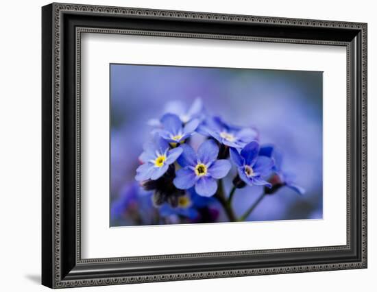 Forget Me Not Flowers - Spring Garden-Gorilla-Framed Photographic Print