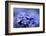 Forget Me Not Flowers - Spring Garden-Gorilla-Framed Photographic Print