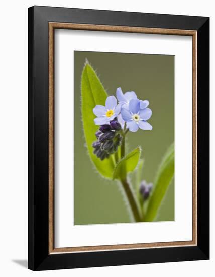 Forget-Me-Not, Myosotis, Blossoms-Rainer Mirau-Framed Photographic Print