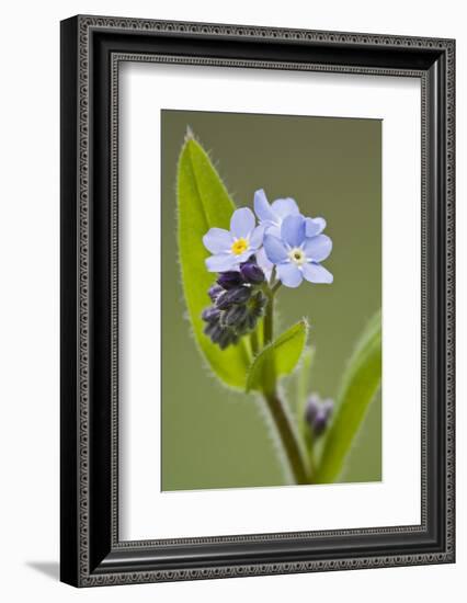 Forget-Me-Not, Myosotis, Blossoms-Rainer Mirau-Framed Photographic Print