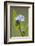 Forget-Me-Not, Myosotis, Blossoms-Rainer Mirau-Framed Photographic Print