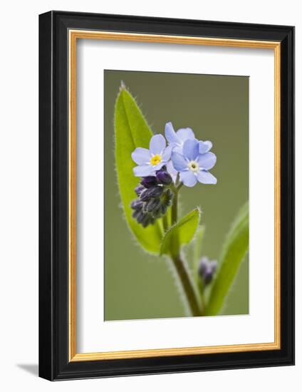 Forget-Me-Not, Myosotis, Blossoms-Rainer Mirau-Framed Photographic Print