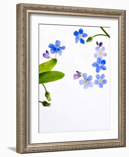 Forget-Me-Not, Myosotis Sylvatica, Leaves, Blossoms, Blue, Violet, White, Still Life-Axel Killian-Framed Photographic Print