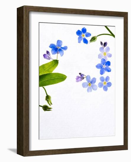 Forget-Me-Not, Myosotis Sylvatica, Leaves, Blossoms, Blue, Violet, White, Still Life-Axel Killian-Framed Photographic Print