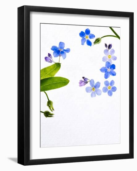 Forget-Me-Not, Myosotis Sylvatica, Leaves, Blossoms, Blue, Violet, White, Still Life-Axel Killian-Framed Photographic Print