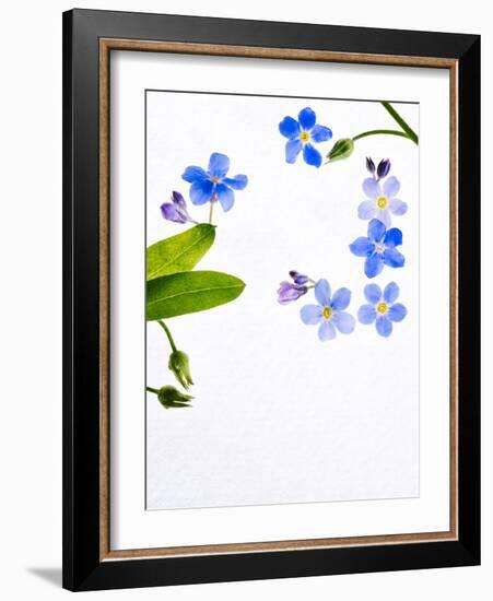 Forget-Me-Not, Myosotis Sylvatica, Leaves, Blossoms, Blue, Violet, White, Still Life-Axel Killian-Framed Photographic Print