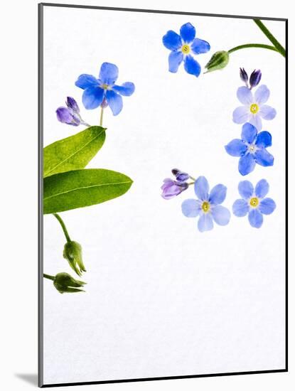 Forget-Me-Not, Myosotis Sylvatica, Leaves, Blossoms, Blue, Violet, White, Still Life-Axel Killian-Mounted Photographic Print