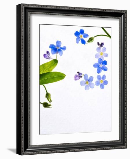 Forget-Me-Not, Myosotis Sylvatica, Leaves, Blossoms, Blue, Violet, White, Still Life-Axel Killian-Framed Photographic Print