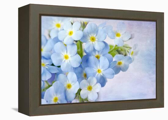 Forget Me Not on Blue Background-egal-Framed Premier Image Canvas