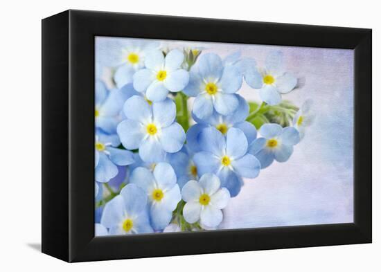 Forget Me Not on Blue Background-egal-Framed Premier Image Canvas