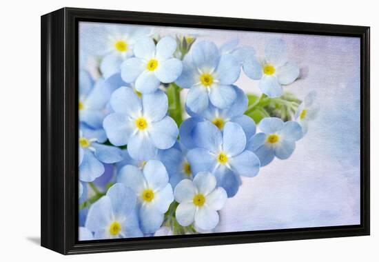 Forget Me Not on Blue Background-egal-Framed Premier Image Canvas