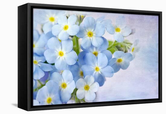 Forget Me Not on Blue Background-egal-Framed Premier Image Canvas