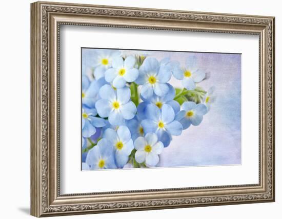 Forget Me Not on Blue Background-egal-Framed Photographic Print