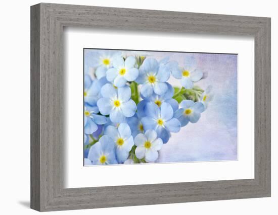 Forget Me Not on Blue Background-egal-Framed Photographic Print