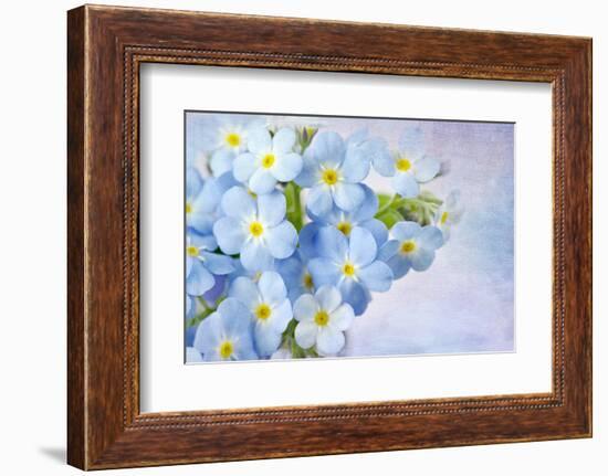 Forget Me Not on Blue Background-egal-Framed Photographic Print