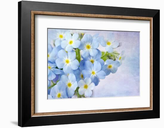 Forget Me Not on Blue Background-egal-Framed Photographic Print