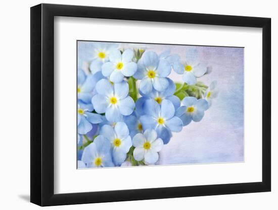 Forget Me Not on Blue Background-egal-Framed Photographic Print