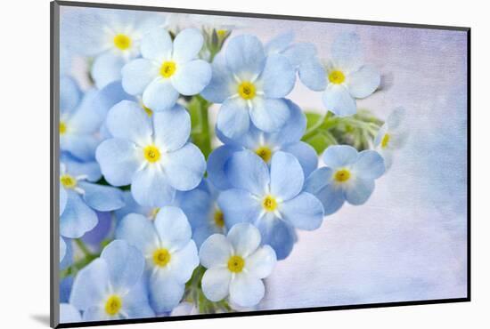 Forget Me Not on Blue Background-egal-Mounted Photographic Print