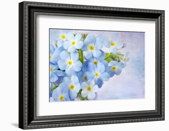 Forget Me Not on Blue Background-egal-Framed Photographic Print