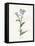 Forget me Not-Gwendolyn Babbitt-Framed Stretched Canvas