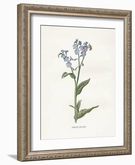 Forget me Not-Gwendolyn Babbitt-Framed Art Print