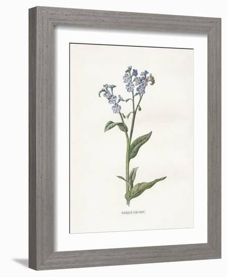 Forget me Not-Gwendolyn Babbitt-Framed Art Print