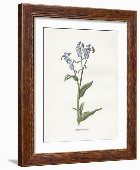 Forget me Not-Gwendolyn Babbitt-Framed Art Print