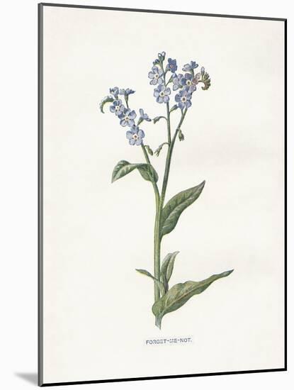 Forget me Not-Gwendolyn Babbitt-Mounted Art Print
