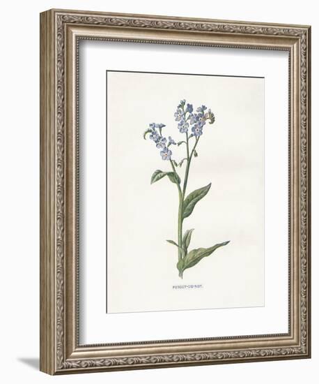 Forget me Not-Gwendolyn Babbitt-Framed Art Print