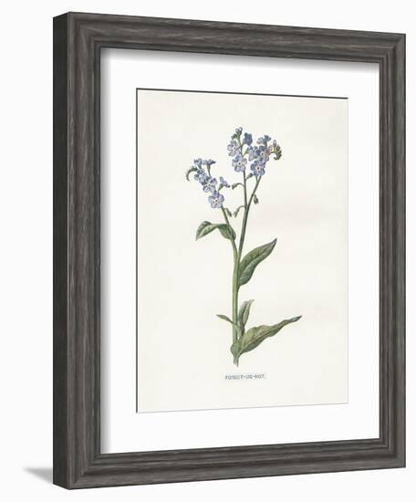 Forget me Not-Gwendolyn Babbitt-Framed Art Print