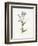 Forget me Not-Gwendolyn Babbitt-Framed Art Print