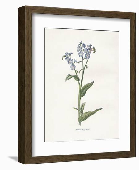 Forget me Not-Gwendolyn Babbitt-Framed Art Print