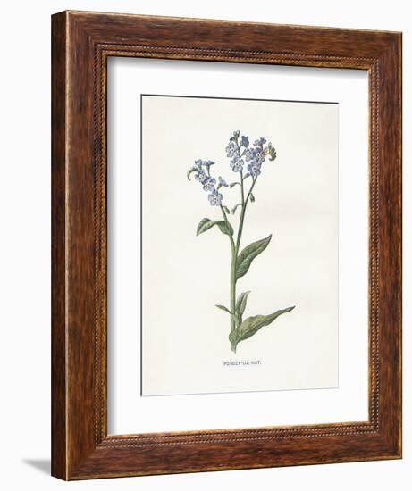 Forget me Not-Gwendolyn Babbitt-Framed Art Print