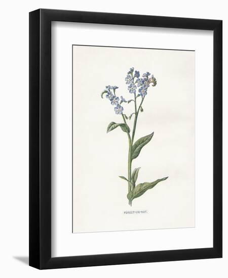 Forget me Not-Gwendolyn Babbitt-Framed Art Print