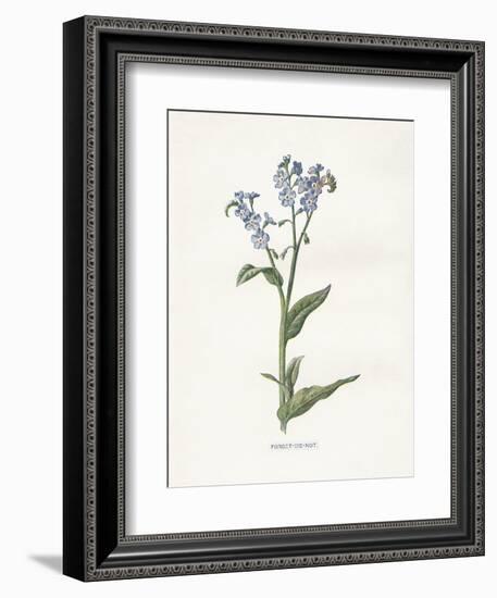 Forget me Not-Gwendolyn Babbitt-Framed Art Print