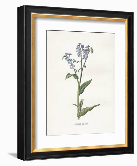 Forget me Not-Gwendolyn Babbitt-Framed Art Print