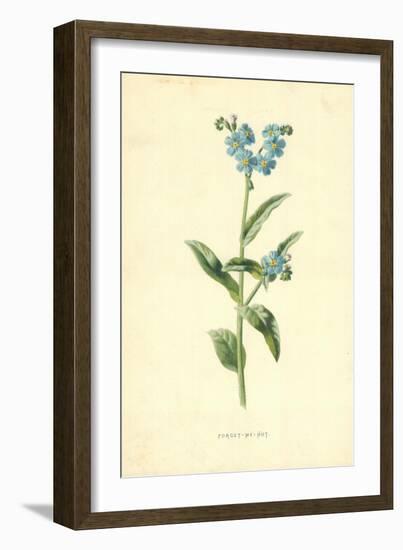 Forget-Me-Not-Frederick Edward Hulme-Framed Giclee Print