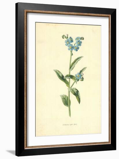 Forget-Me-Not-Frederick Edward Hulme-Framed Giclee Print