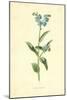 Forget-Me-Not-Frederick Edward Hulme-Mounted Giclee Print