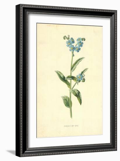 Forget-Me-Not-Frederick Edward Hulme-Framed Giclee Print