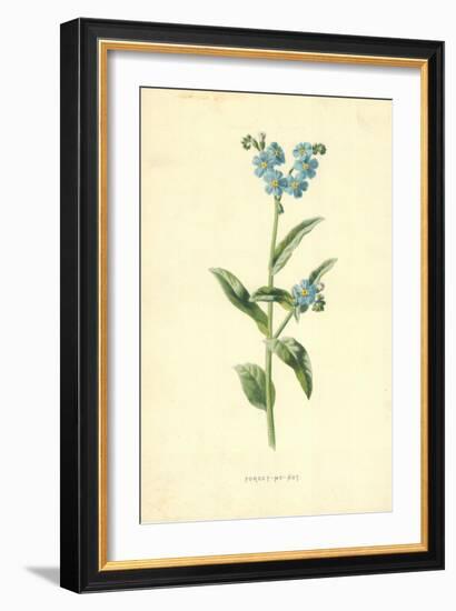 Forget-Me-Not-Frederick Edward Hulme-Framed Giclee Print