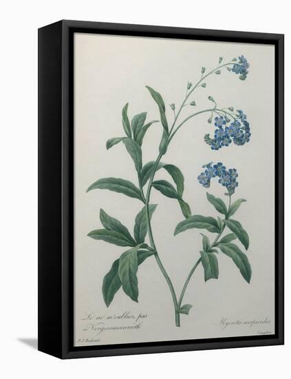 Forget-Me-Not-Pierre-Joseph Redoute-Framed Stretched Canvas