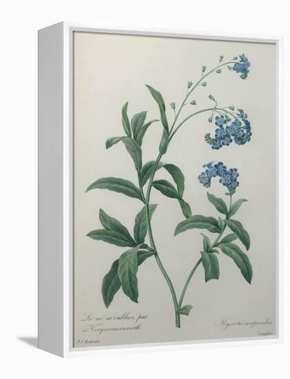 Forget-Me-Not-Pierre-Joseph Redoute-Framed Stretched Canvas