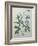 Forget-Me-Not-Pierre-Joseph Redoute-Framed Art Print