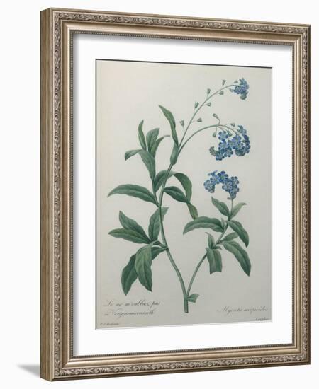 Forget-Me-Not-Pierre-Joseph Redoute-Framed Art Print