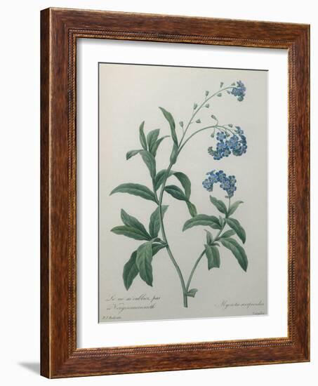 Forget-Me-Not-Pierre-Joseph Redoute-Framed Art Print