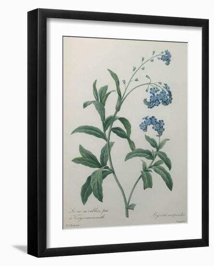 Forget-Me-Not-Pierre-Joseph Redoute-Framed Art Print