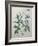 Forget-Me-Not-Pierre-Joseph Redoute-Framed Art Print